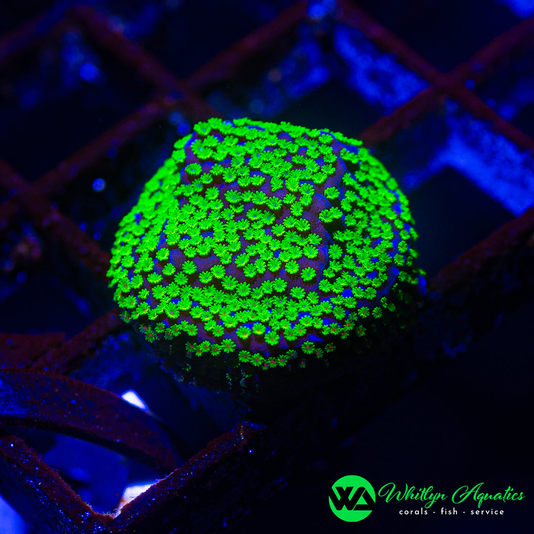 A34 - WA Lemon Lime Monti - WYSIWYG