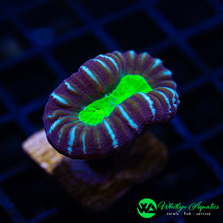 Purple & Green Trumpet “Candy Cane” Coral