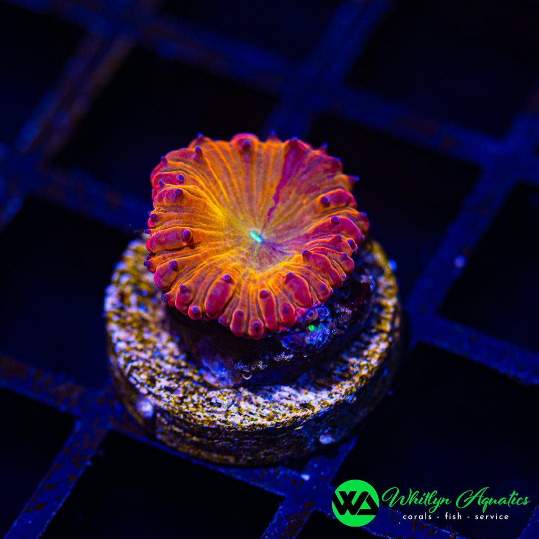 A34 - WA Blazing Inferno Blasto - WYSIWYG