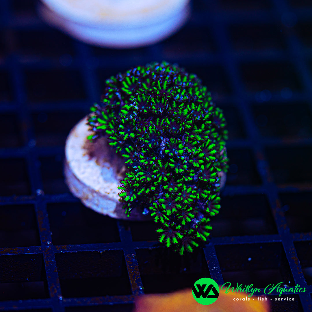 D34 - WA Green Star Sympodium - WYSIWYG