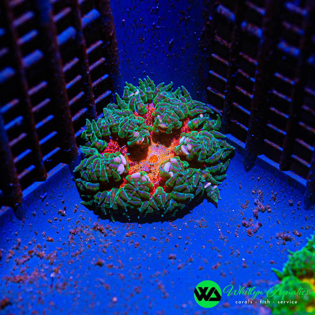 D34 - Rock Flower Anemone - WYSIWYG