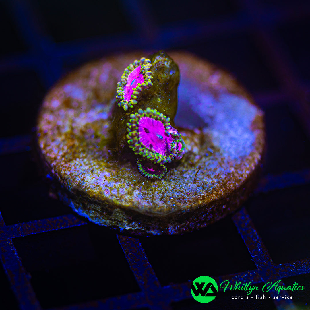 D34 - WA Pink Minefield Zoanthid - WYSIWYG