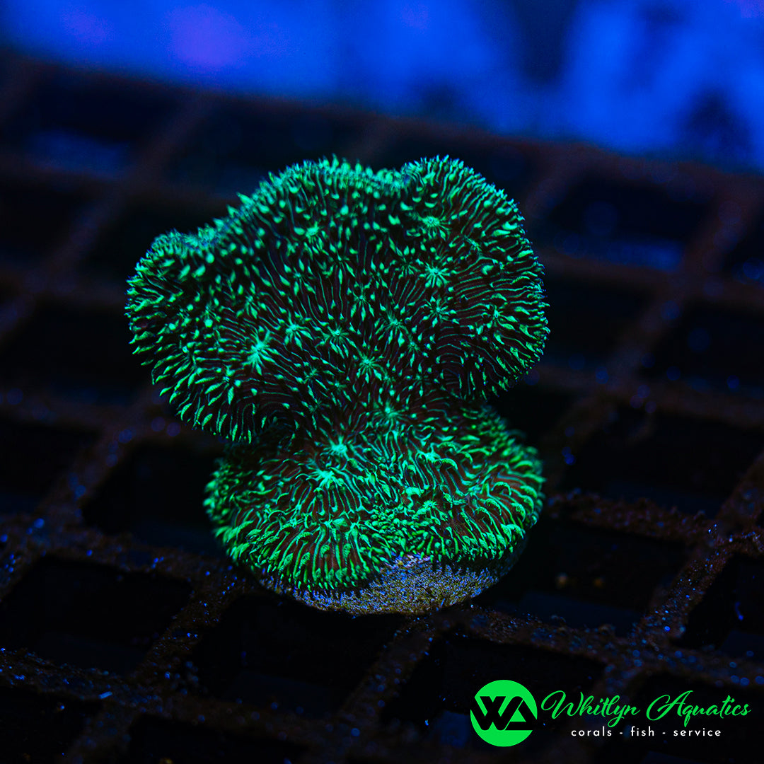 D34 - WA Pavona Coral - WYSIWYG