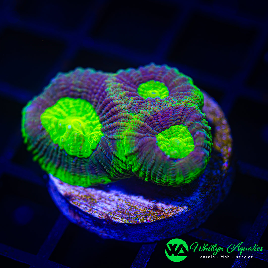 B34 - WA Alien Attack Favia - WYSIWYG