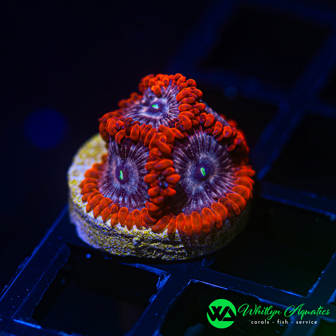A34 - WA Ironman Zoanthid - WYSIWYG