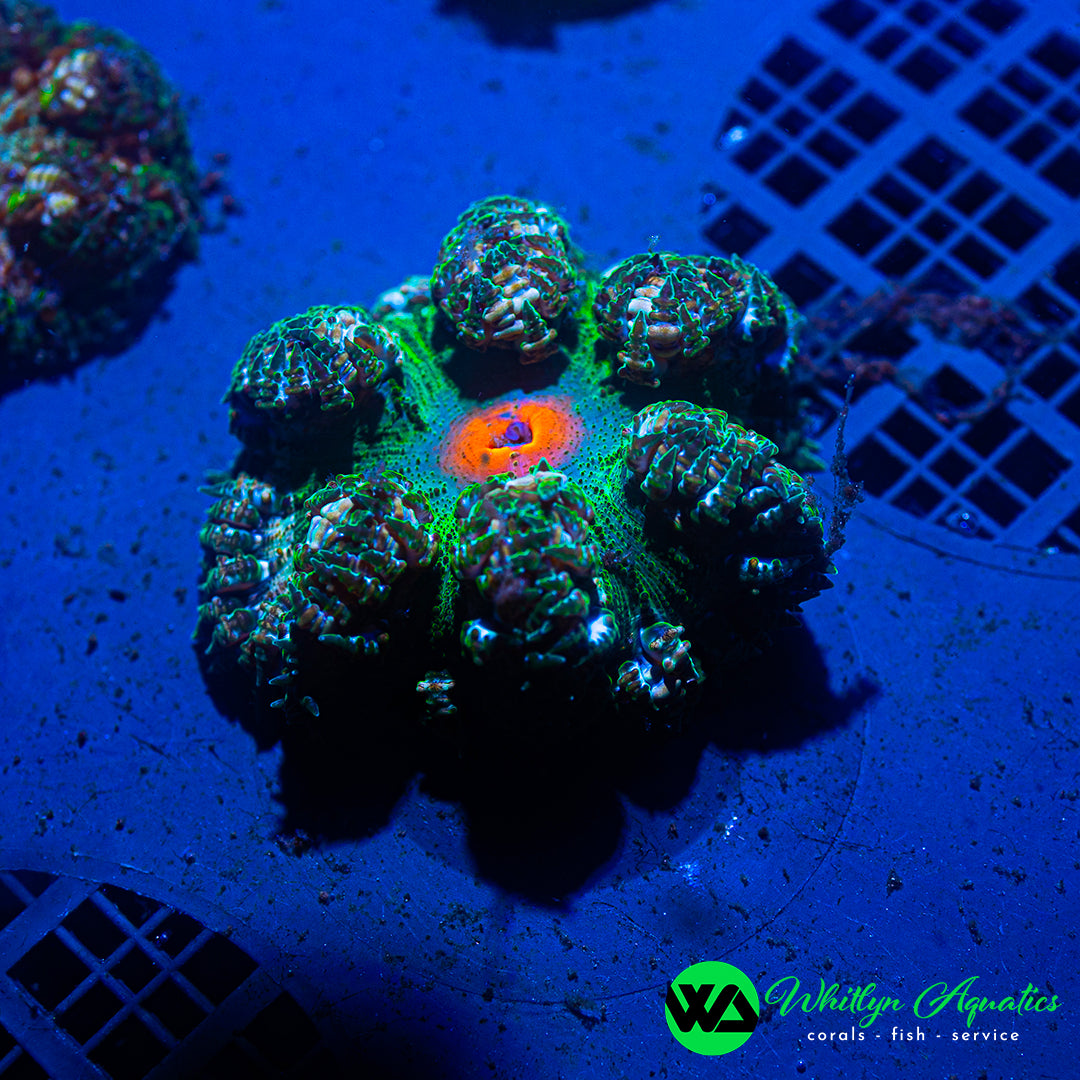 B36 - Rock Flower Anemone - WYSIWYG