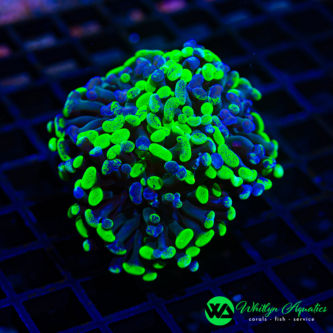 D35 - WA Splatter Branching Hammer (3 Heads!) - WYSIWYG