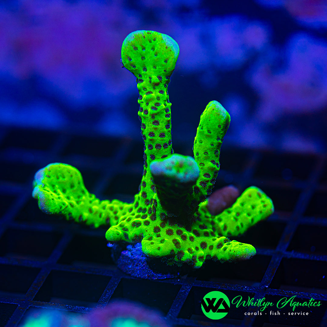D35 - WA XL Montipora Spongodes - WYSIWYG