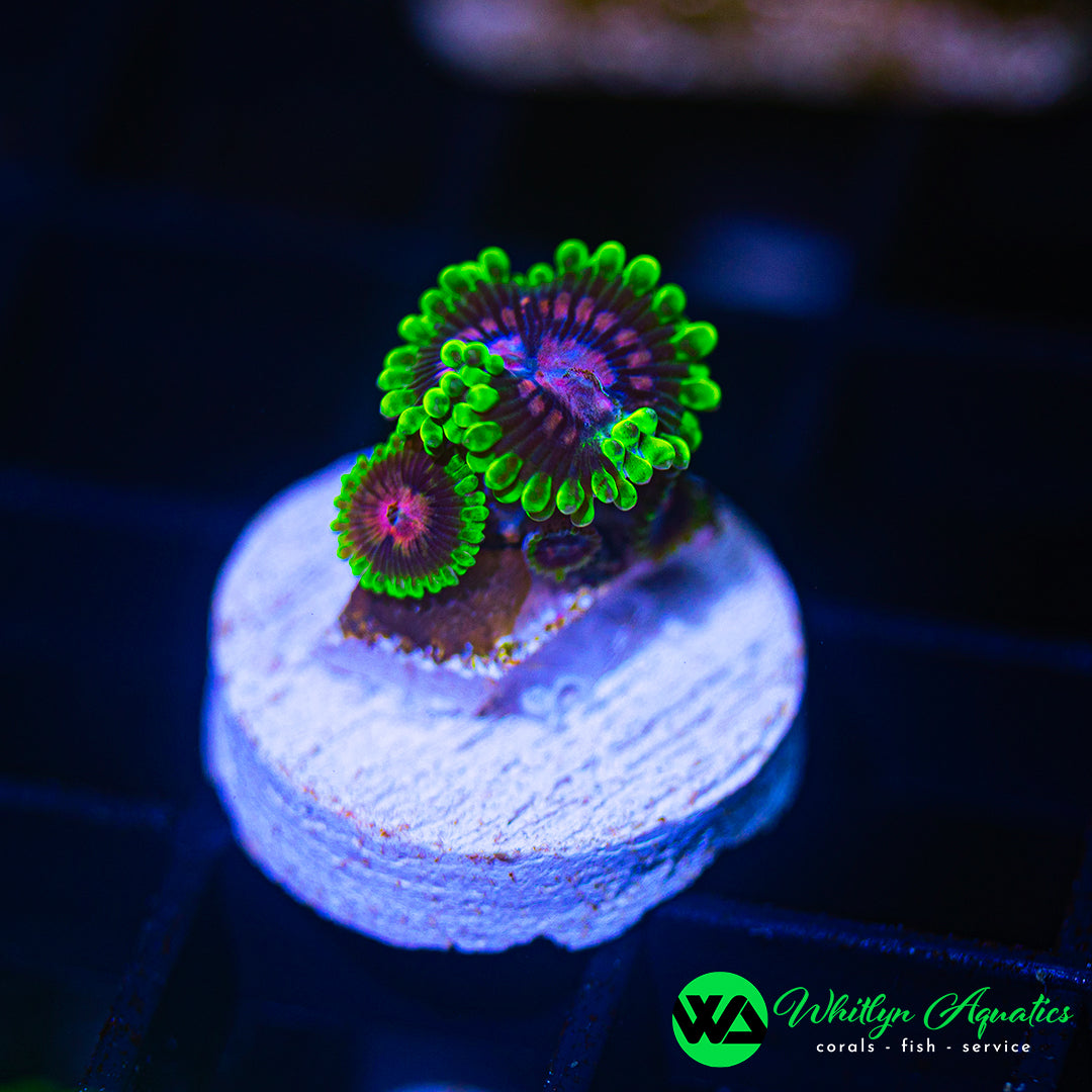 D35 - WA Scarlet Fever Zoanthid - WYSIWYG