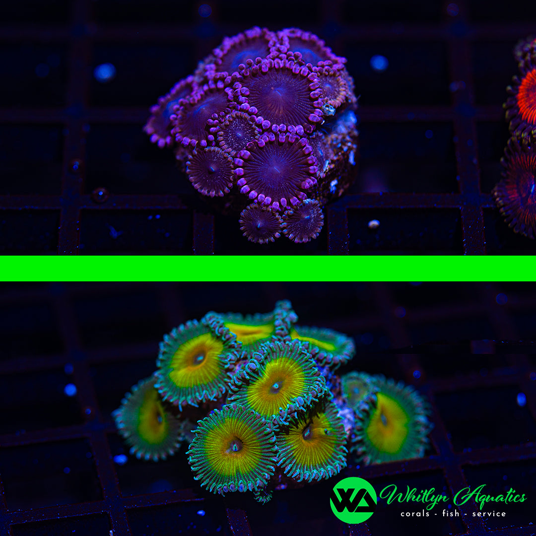 B35 - WA SETS! Ballerina Zoa + Captain Jerk Paly - WYSIWYG (2 Pieces! 1 Price!)