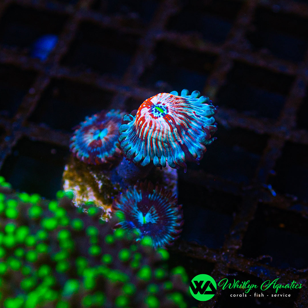 D35 - WA White Zombie Zoanthid - WYSIWYG