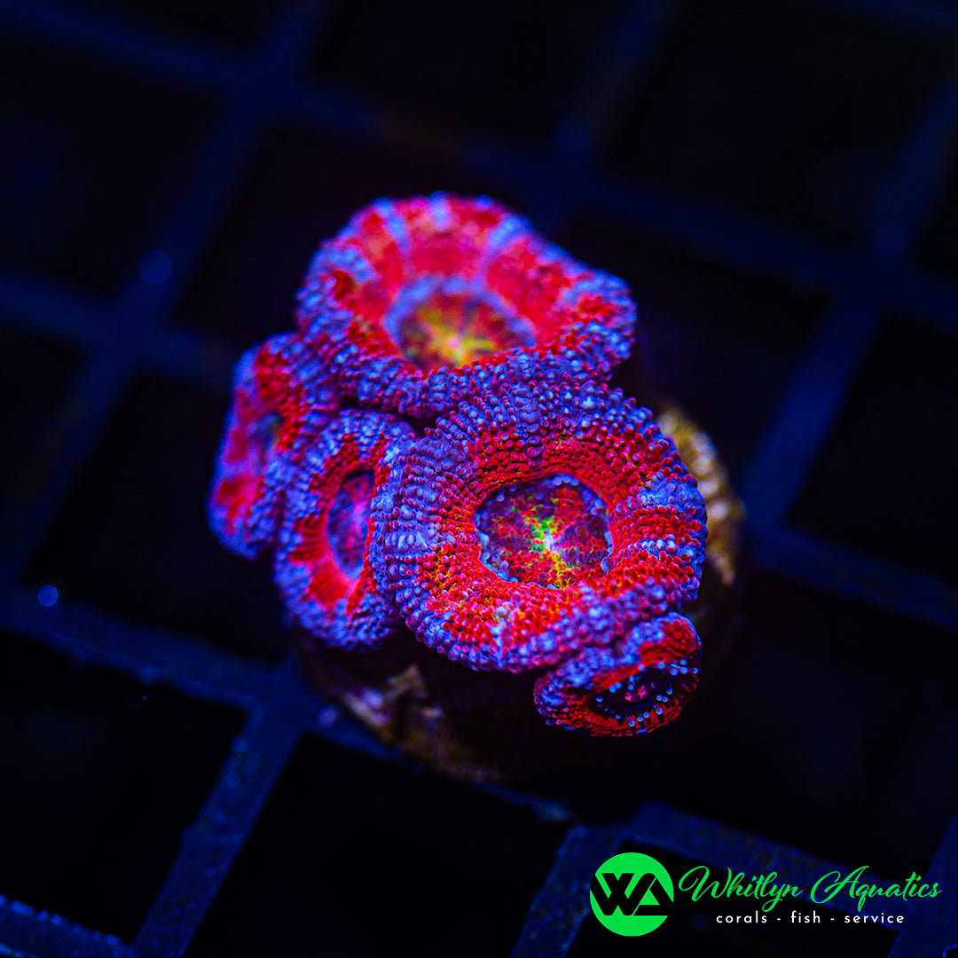 B35 - WA Sonic Boom Acan - WYSIWYG