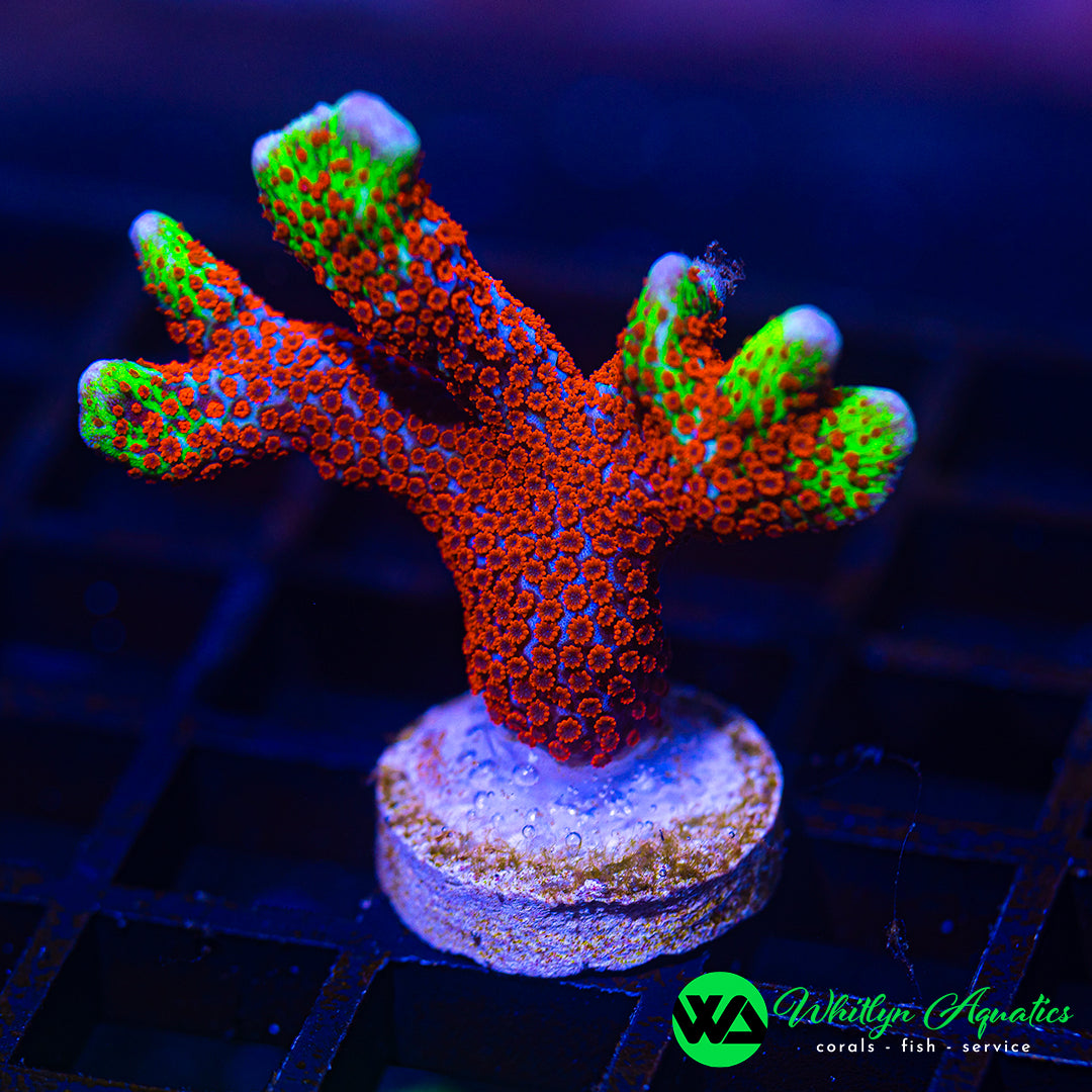 A35 - WA Bubblegum Digi - WYSIWYG