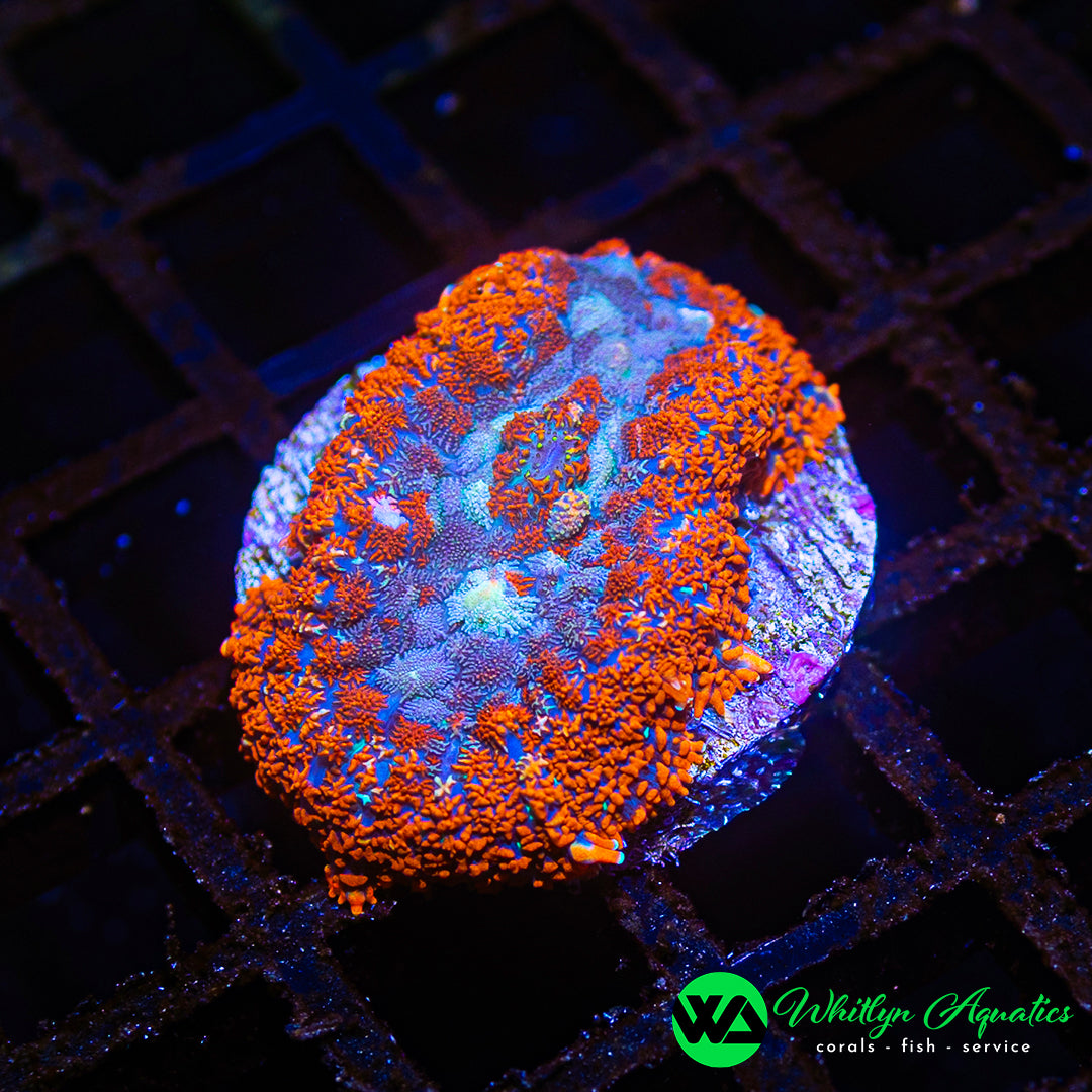 D36 - WA Fire & Ice Rhodactis Mushroom - WYSIWYG
