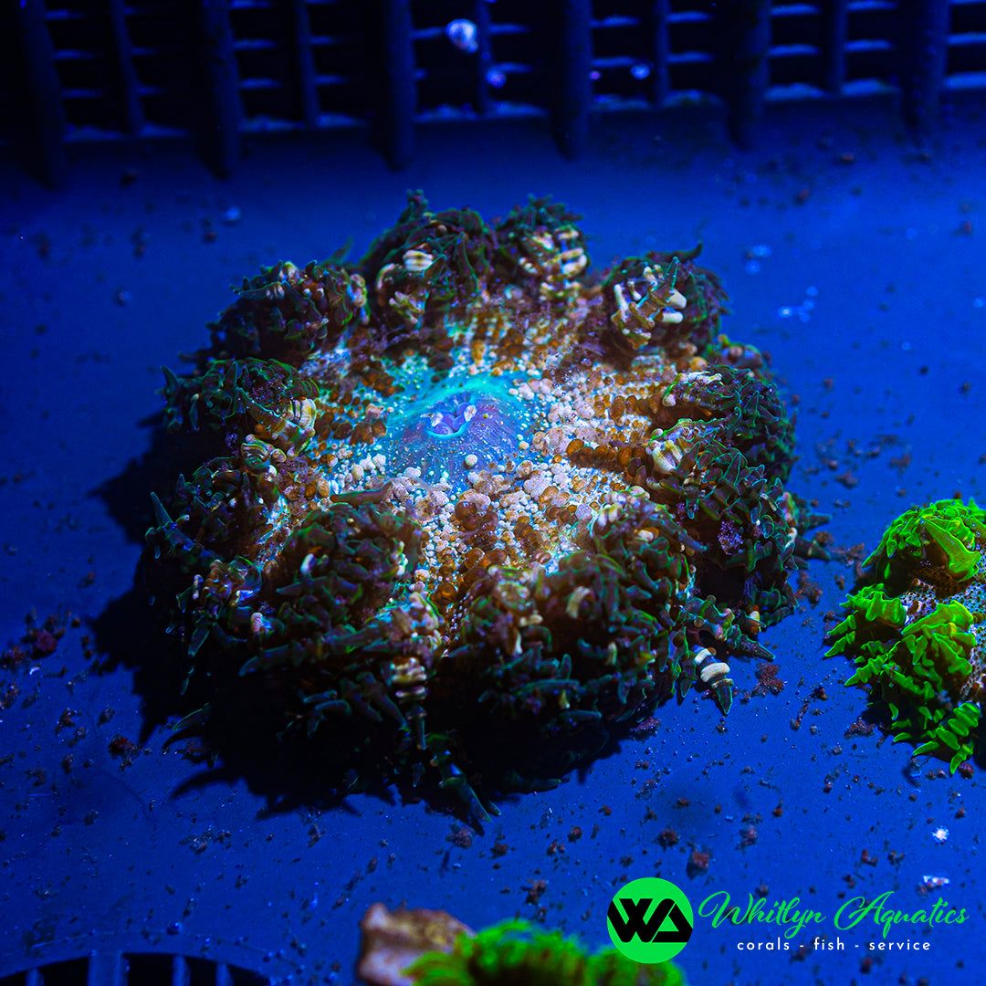 B37 - Rock Flower Anemone - WYSIWYG