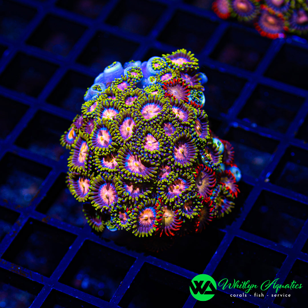 D36 - WA Zoa Combo - WYSIWYG