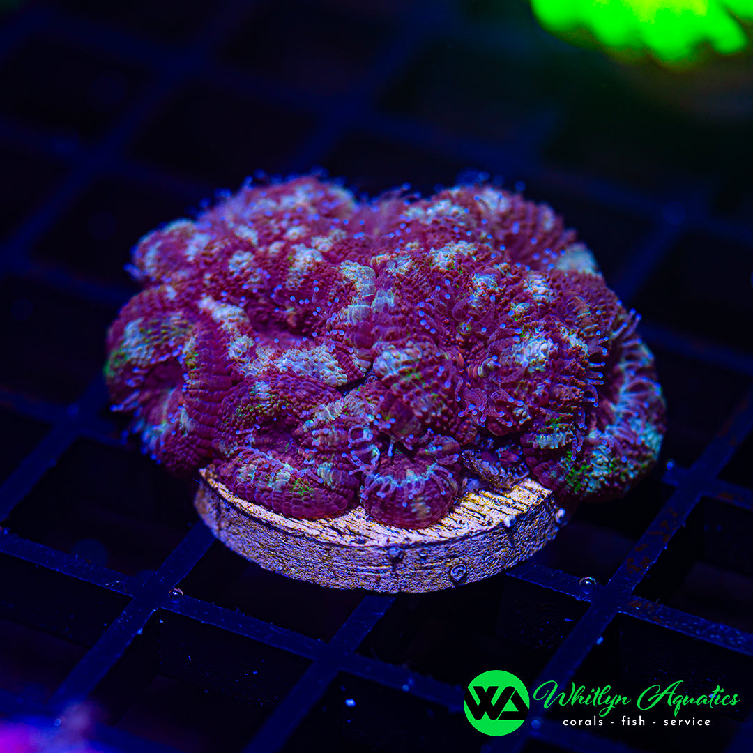 D36 - WA XL Jester Acan Mini Colony - WYSIWYG