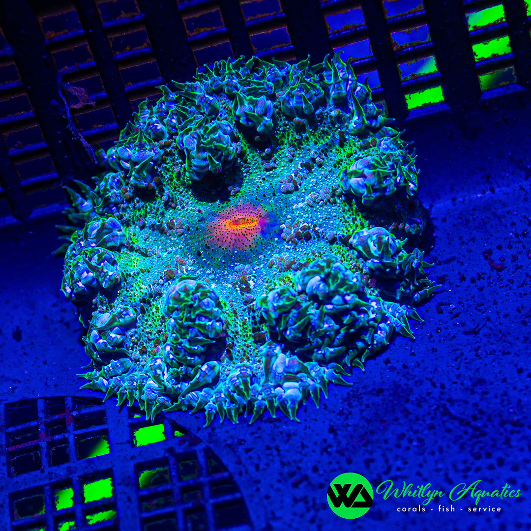 B37 - Rock Flower Anemone - WYSIWYG