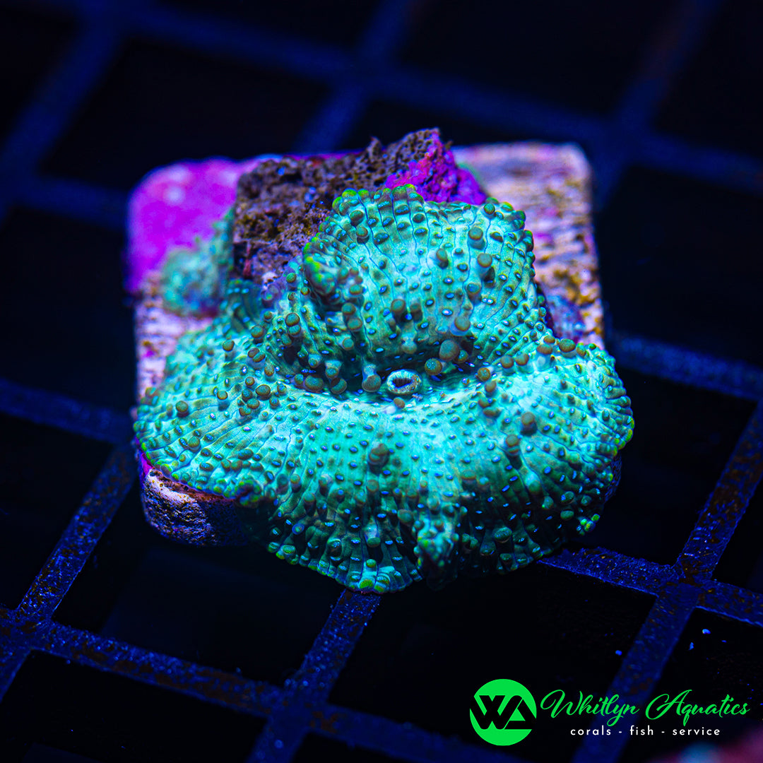 B36 - WA Cortana Discosoma Mushroom - WYSIWYG