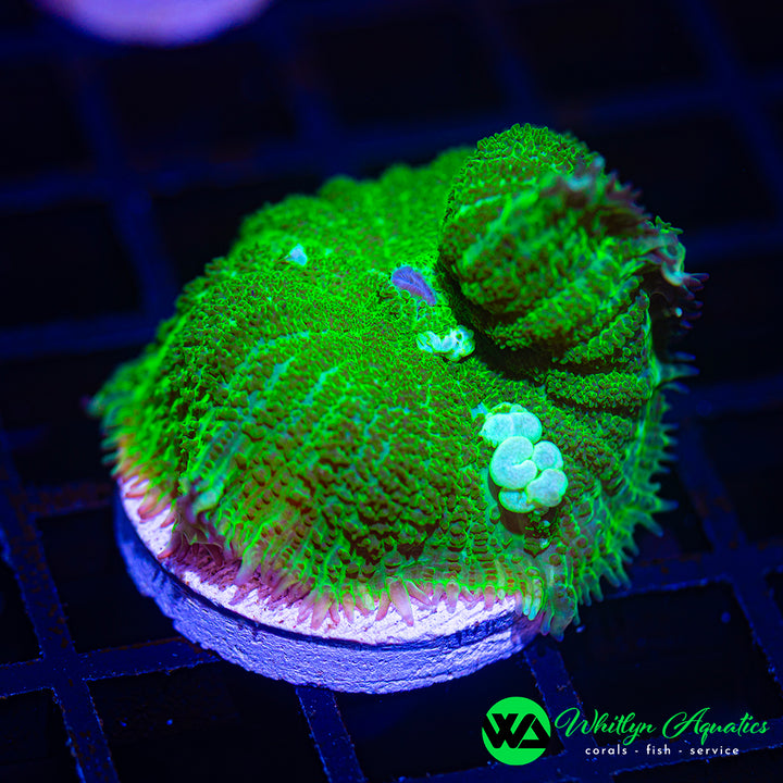 WA Radioactive Bounce Rhodactis Mushroom