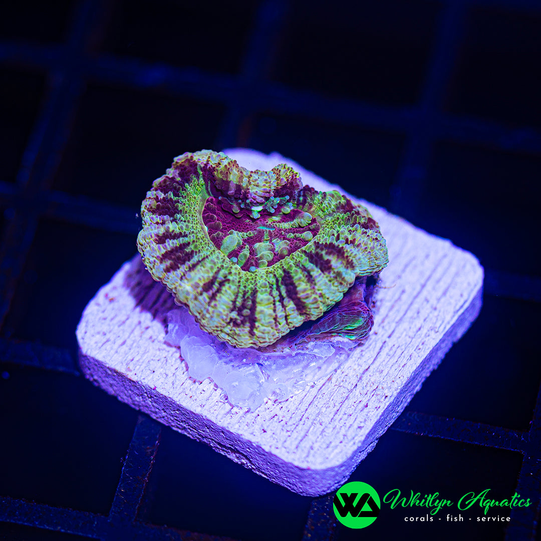 A37 - [NEW RELEASE!] WA Hypnosis Asian Acan - WYSIWYG