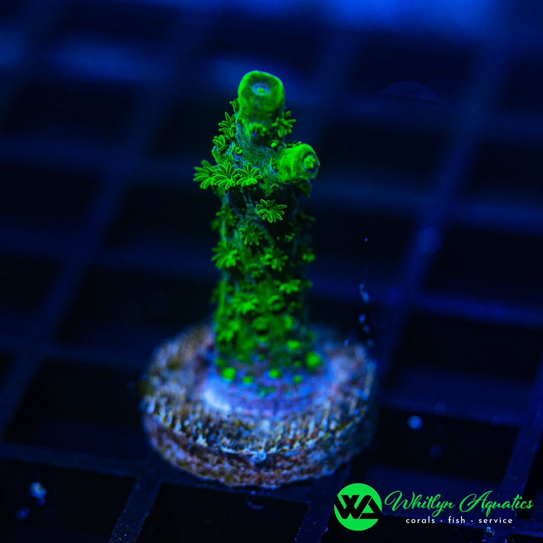 A37 - WA Evergreen Acro - WYSIWYG