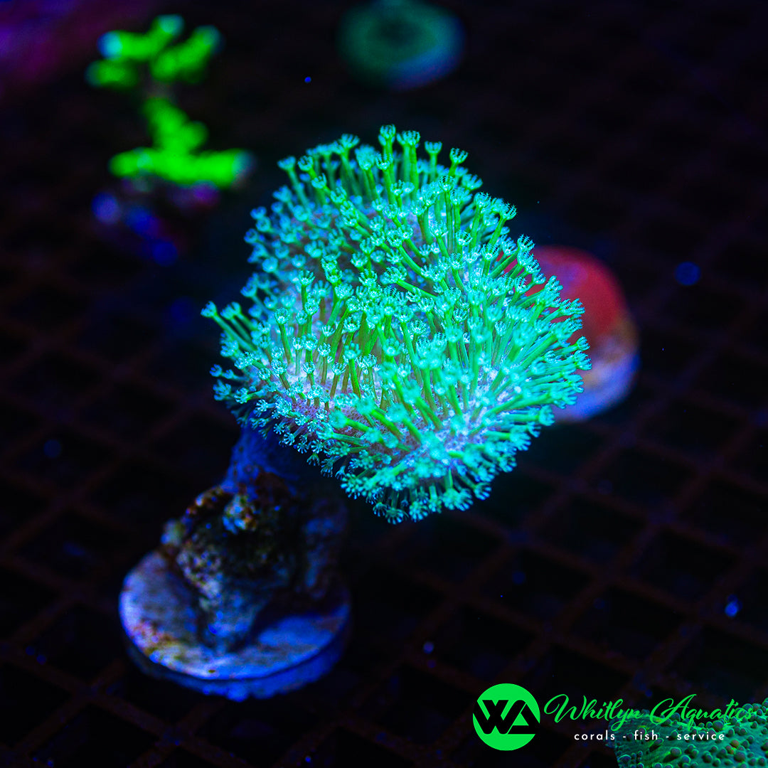 D37 - WA Evergreen Toadstool - WYSIWYG