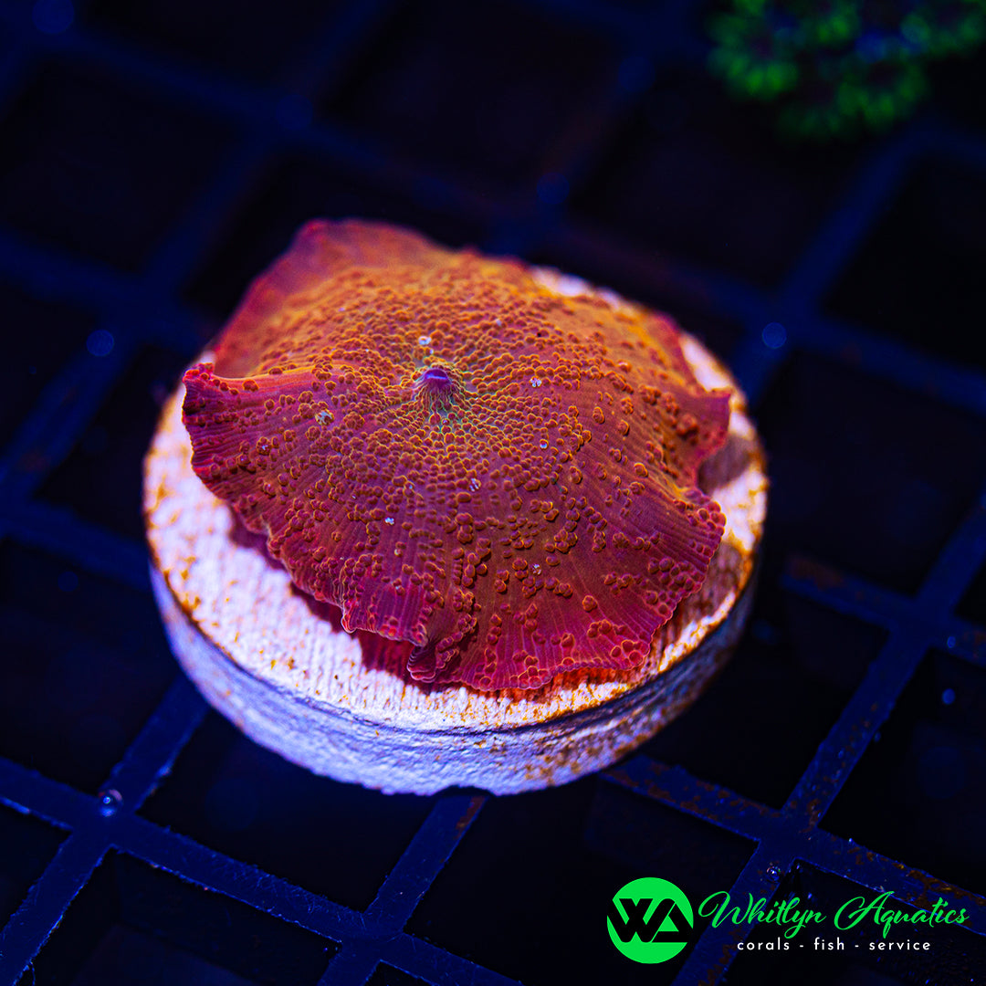 D38 - WA Ironman Mushroom - WYSIWYG
