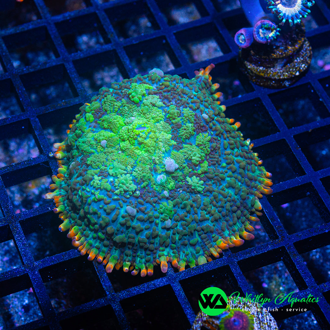 A37 - WA Forrest Fire Rhodactis Mushroom - WYSIWYG