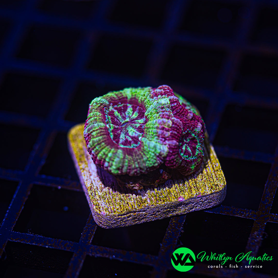 B37 - WA Saturn Sundae Asian Acan - WYSIWYG