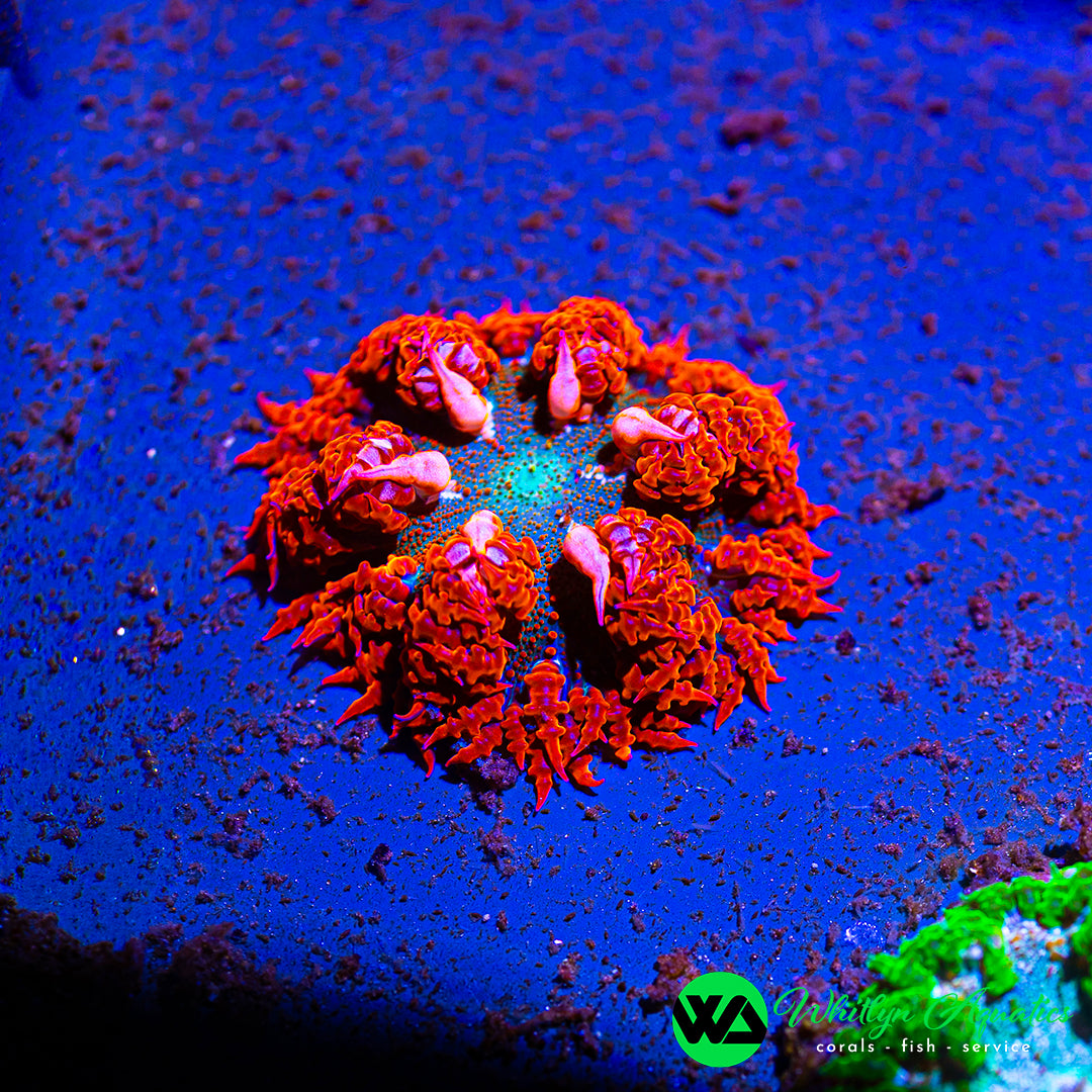 D37 - Rock Flower Anemone - WYSIWYG