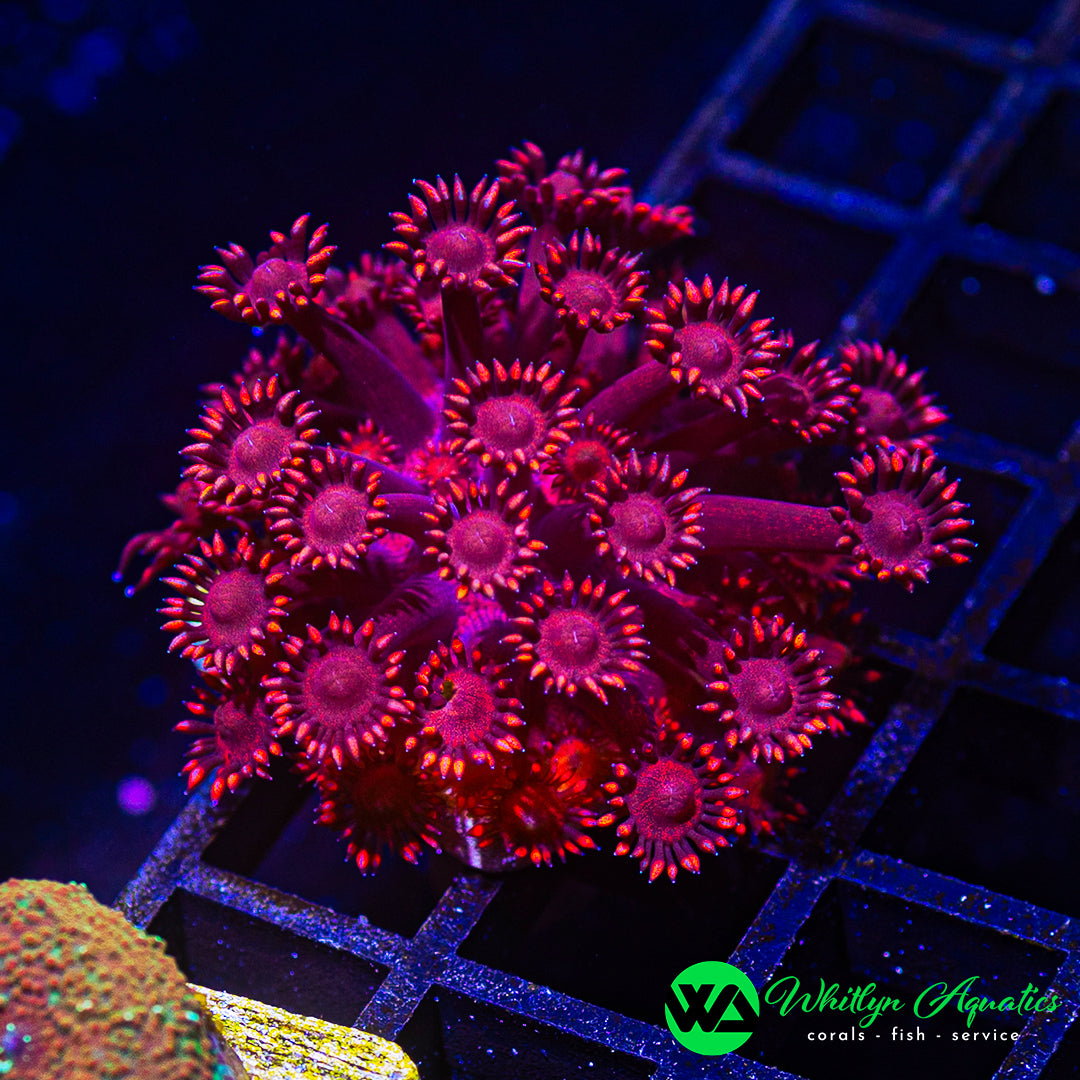 B38 - WA Crimson Vein Goni - WYSIWYG