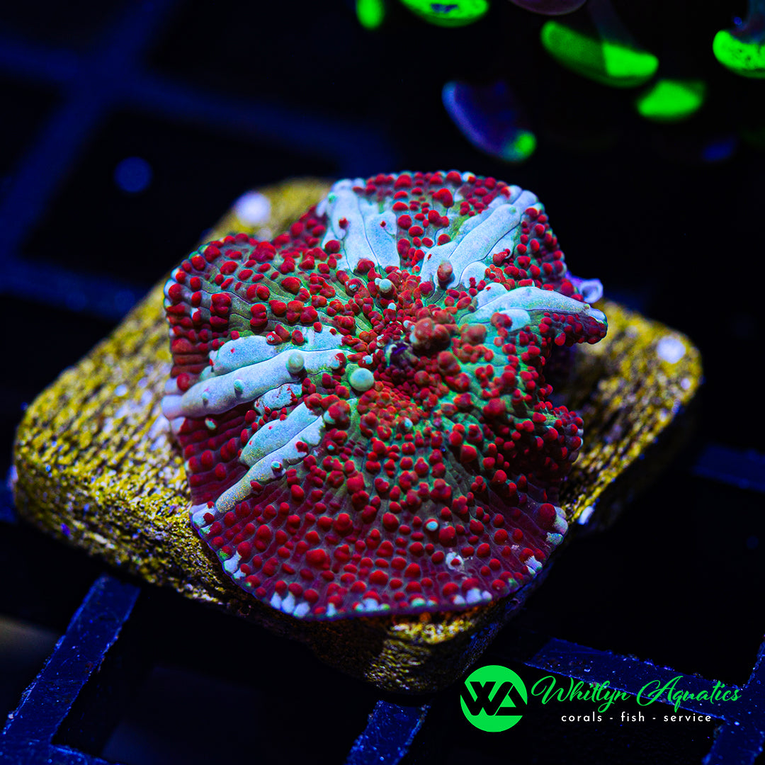 A38 - WA Trident Mushroom - WYSIWYG