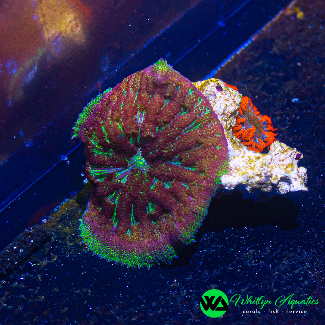 D38 - Maxi Mini Carpet Anemone - WYSIWYG