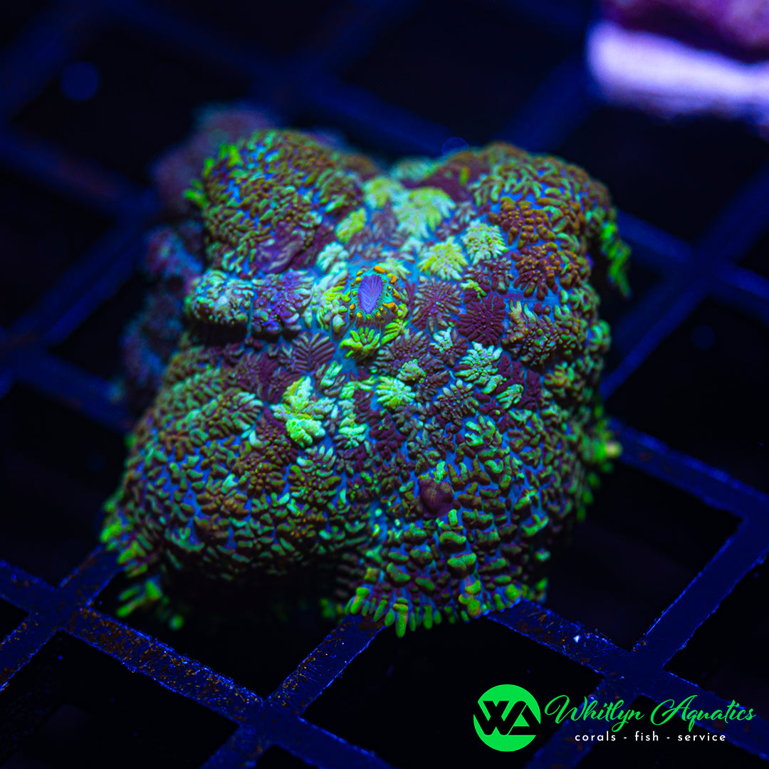 D41 - WA Resident Evil Rhodactis Mushroom  - WYSIWYG