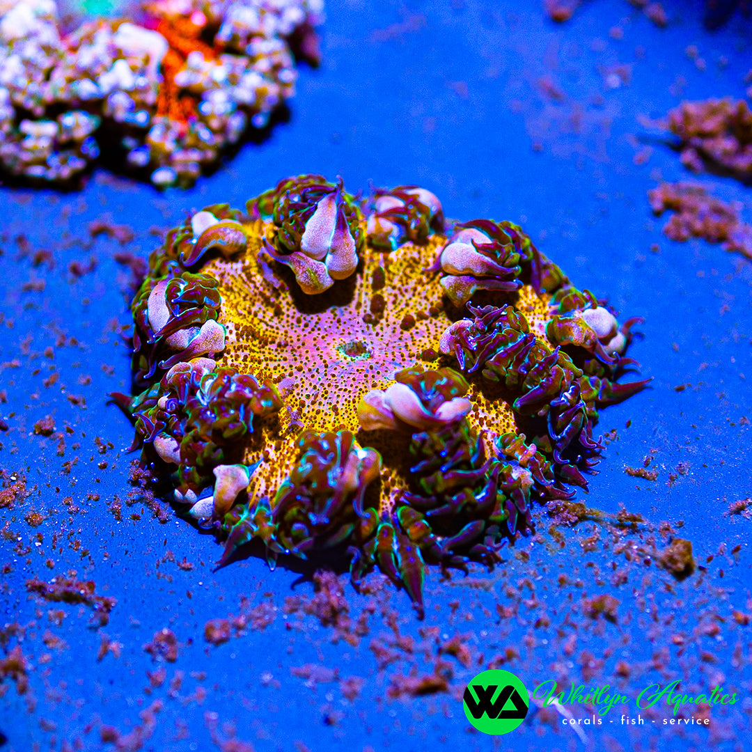 D38 - Rock Flower Anemone - WYSIWYG