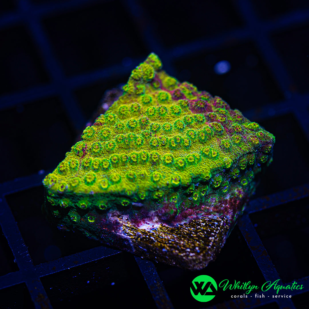 B38 - WA Ironman Grafted Cyphastrea - WYSIWYG