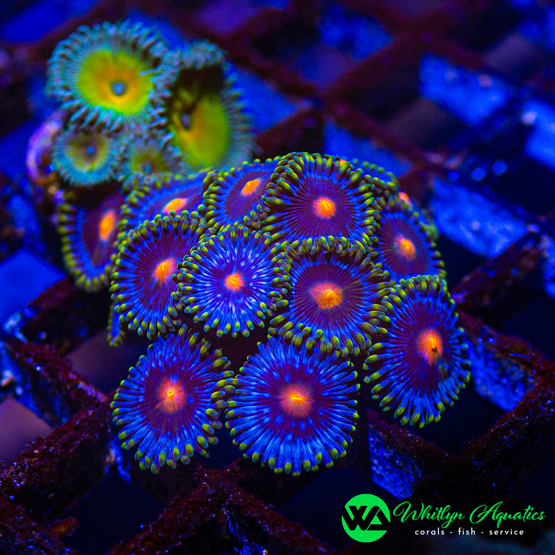 A38 - WA SETS! WA Blowpop Zoa + Captain Jerk Paly (2 Pieces! 1 Price!) - WYSIWYG