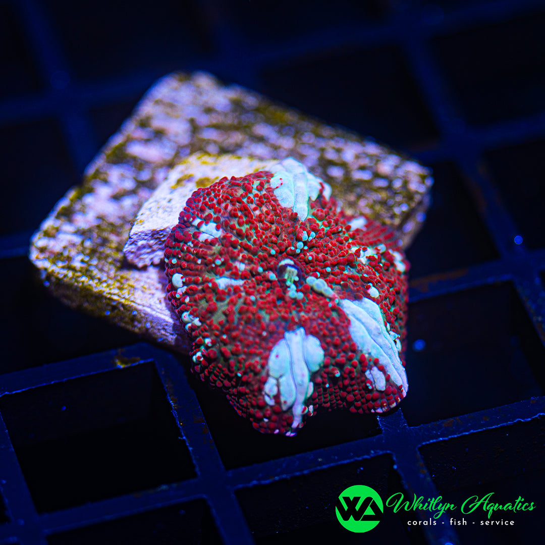B38 - WA Trident Discosoma Mushroom - WYSIWYG