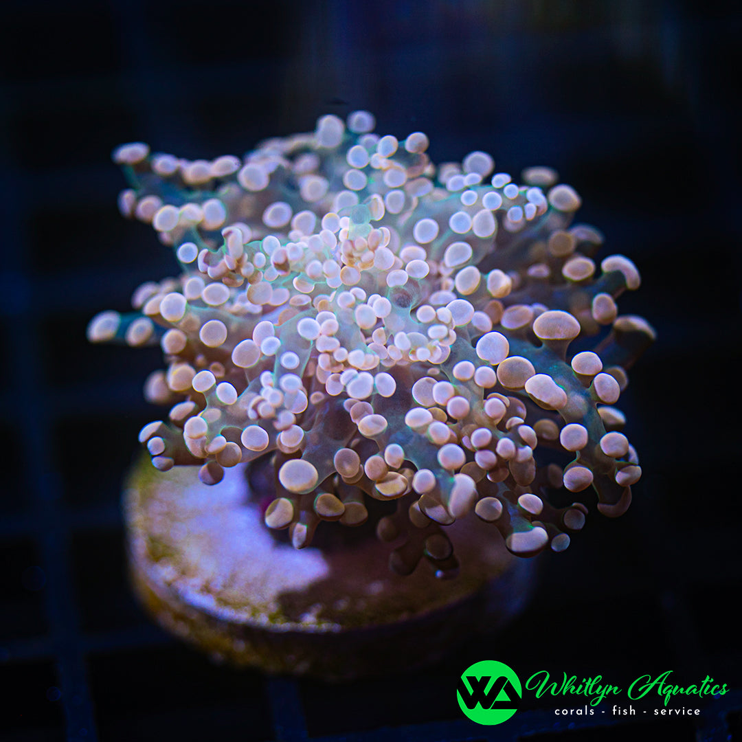 A38 - WA Peaches and Cream Octospawn - WYSIWYG
