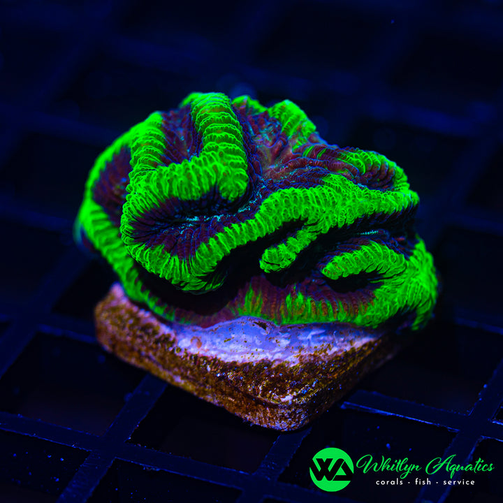 WA Beetlejuice Maze Brain Platygyra