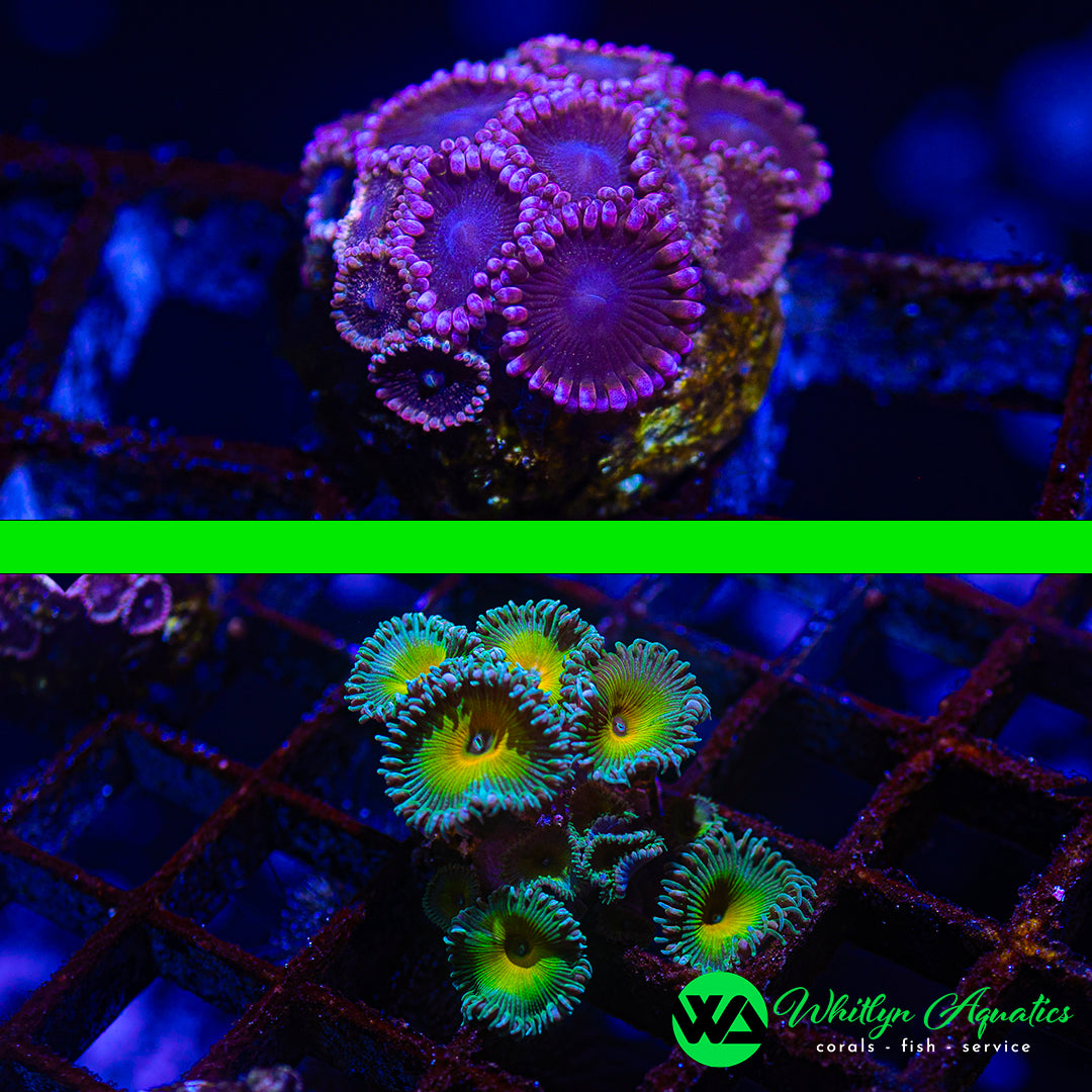 A39 - WA SETS! WA Ballerina Zoa + Captain Jerk Paly (2 Pieces! 1 Price!) - WYSIWYG
