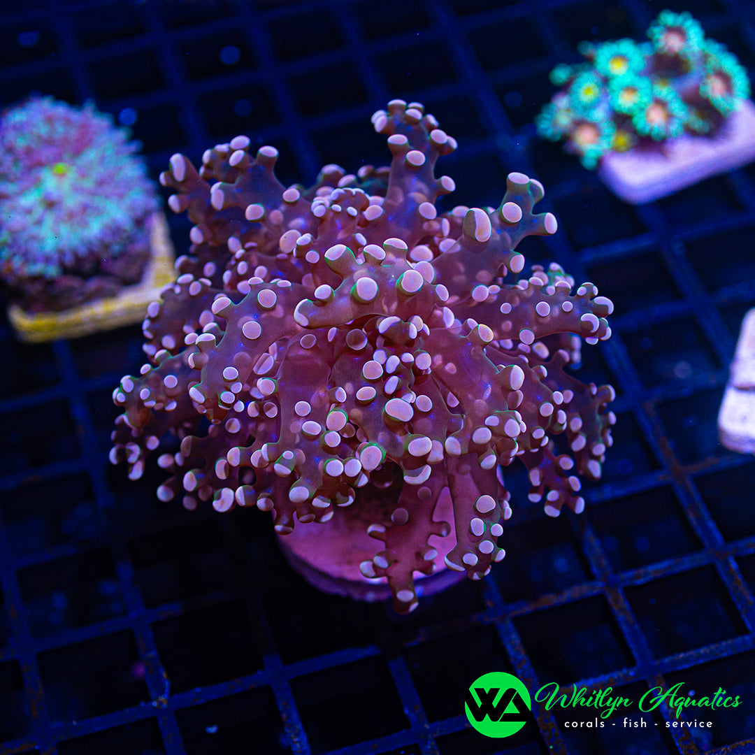 B39 - WA Peaches & Cream Frogspawn - WYSIWYG