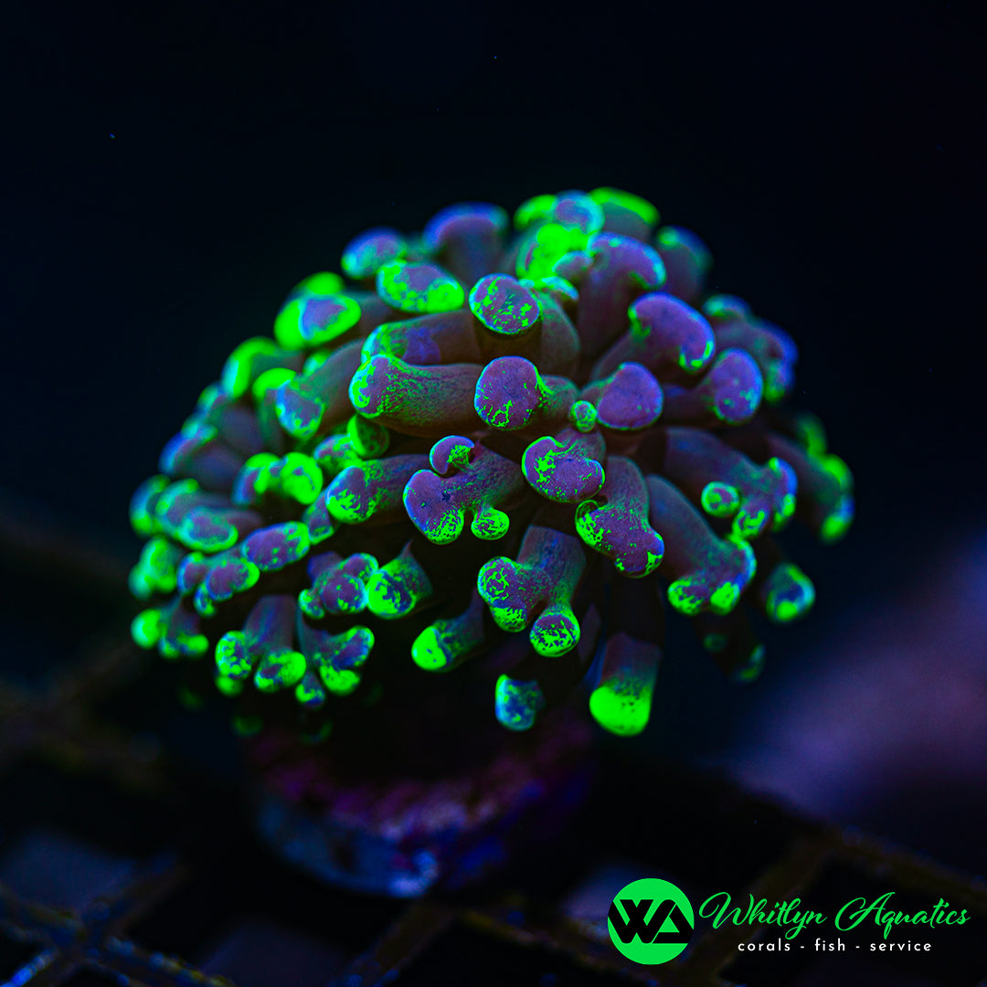 D39 - WA Splatter Branching Hammer - WYSIWYG
