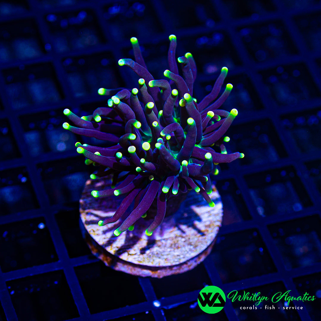 D39 - WA Skeletor Torch - WYSIWYG