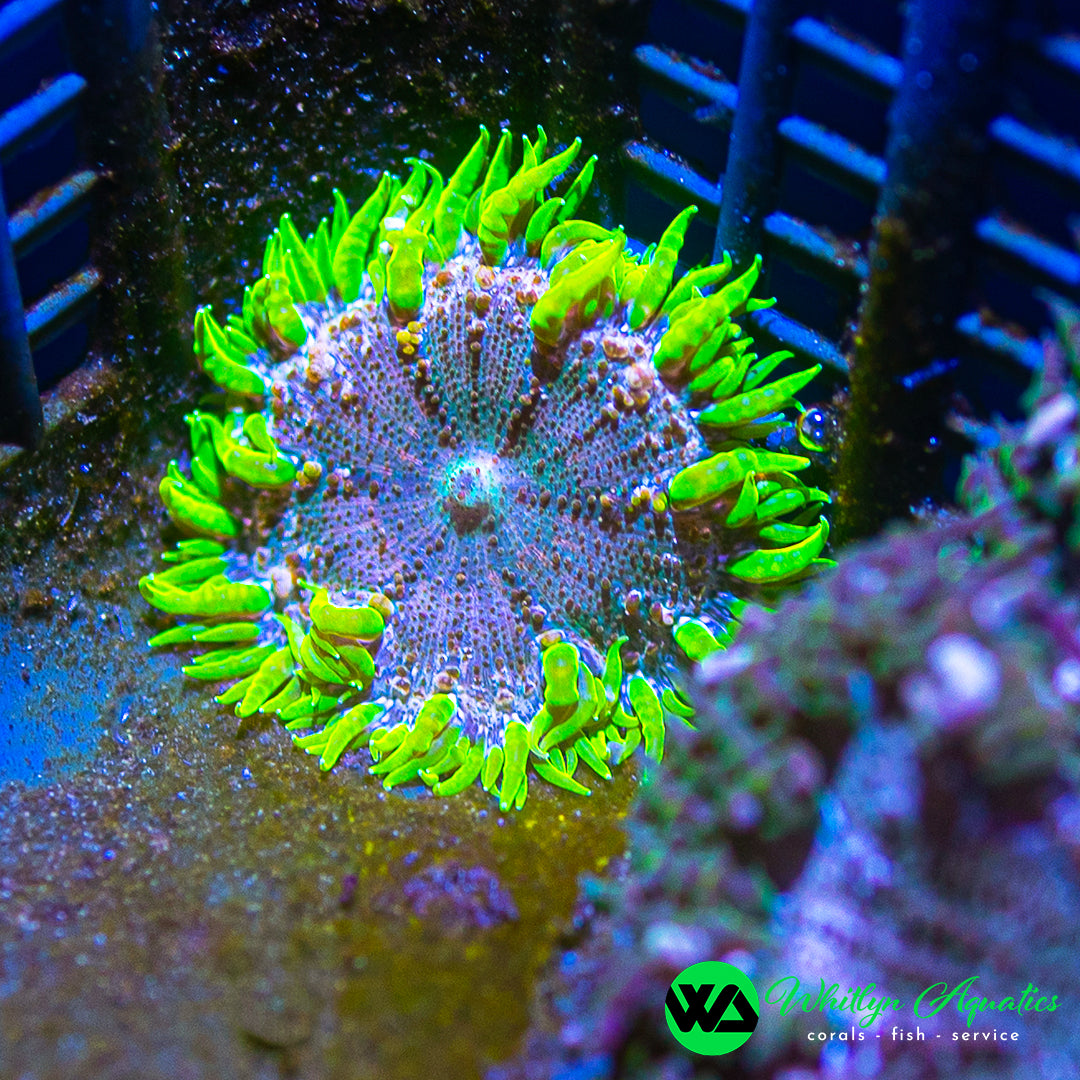 A39 - Rock Flower Anemone - WYSIWYG