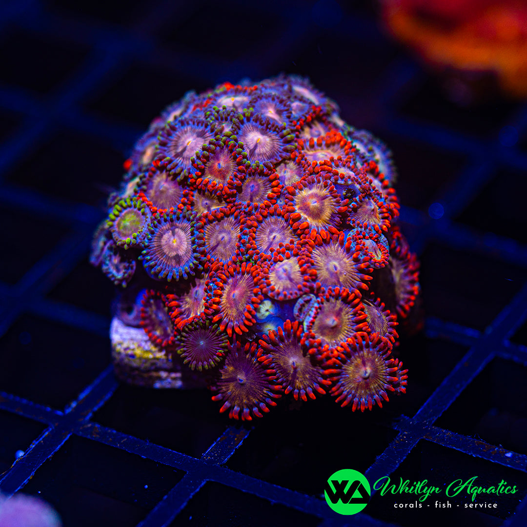 D46 - WA Zoa Combo - WYSIWYG