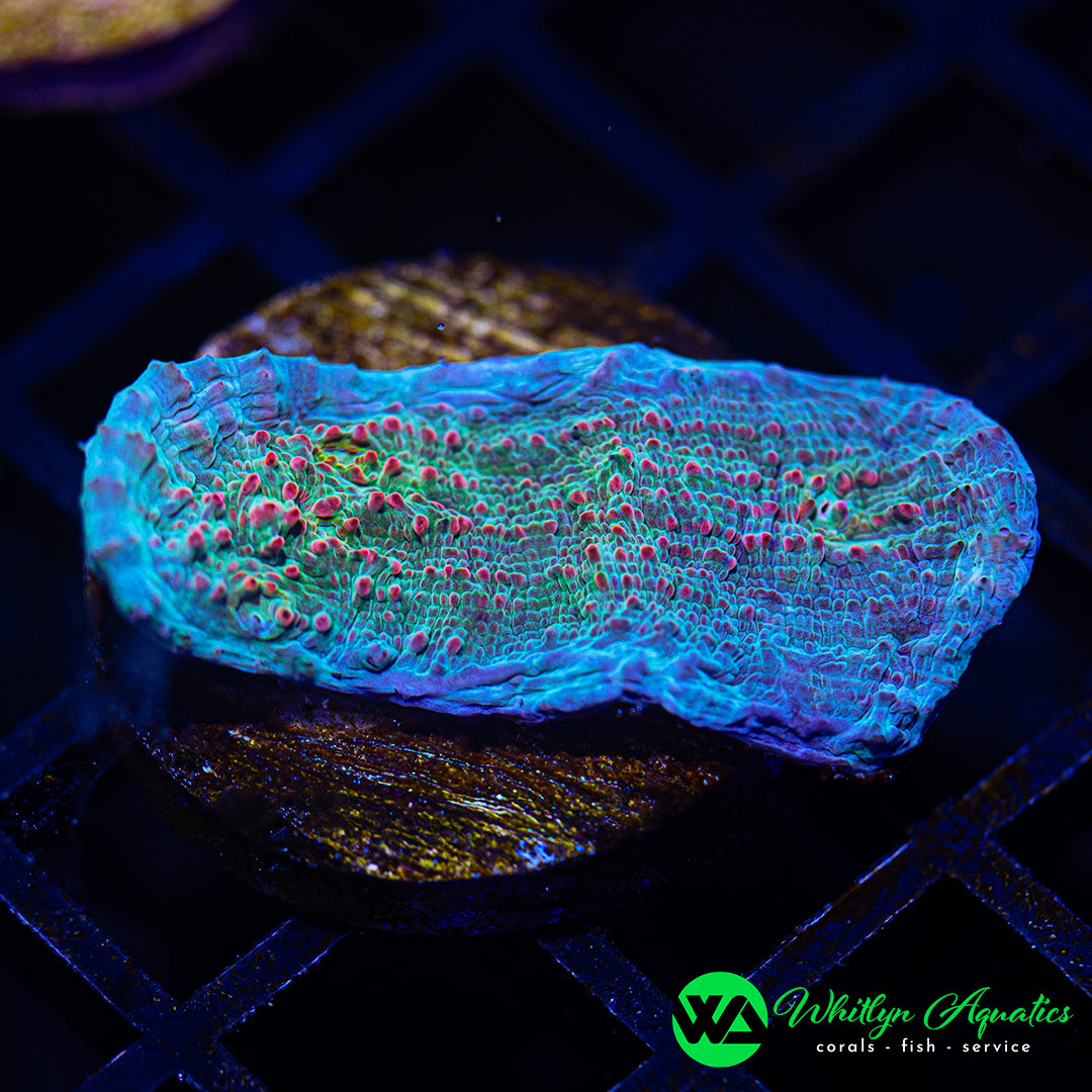 B39 - WA Dragon's Scale Chalice - WYSIWYG