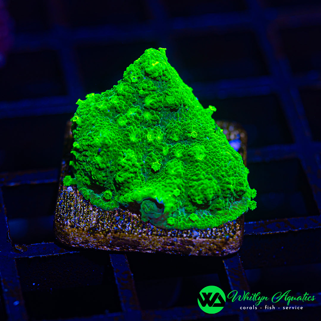 A39 - WA Kryptonite Cyphastrea - WYSIWYG