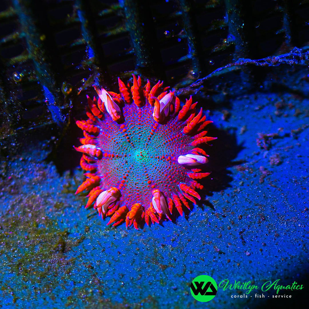 D39 - Rock Flower Anemone - WYSIWYG